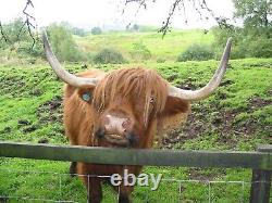 371-858SF Graham Farish N Gauge Class 158 2-Car DMU 158844 Northern Sound Fitted